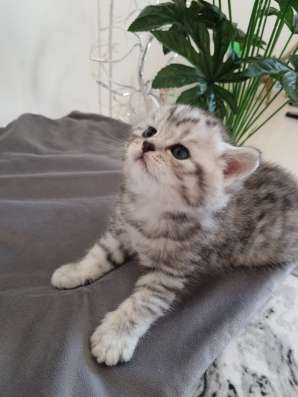 Красивые британские котята фото 4