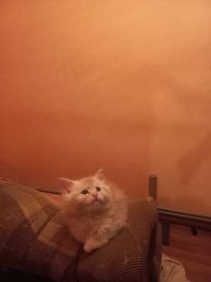 Котята породы Европейский Мейн-кун в Белгороде фото 6