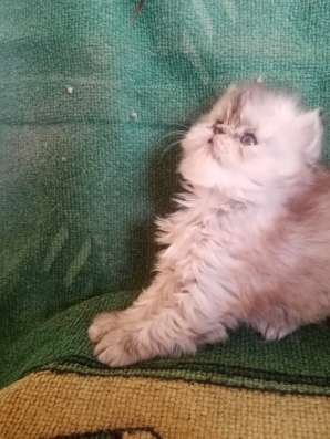 Продаю Персидскую кошечку