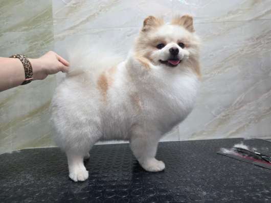 Вязка шпиц