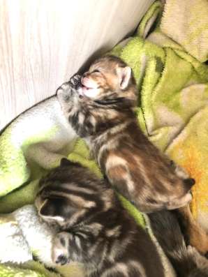 Котята шотландские в Москве фото 3