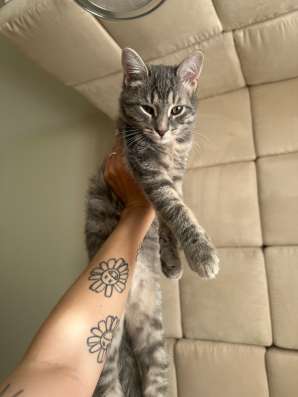 Ласковый котенок