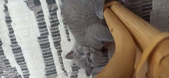 Котята британские фото 3