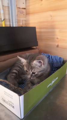 Котенок найденыш
