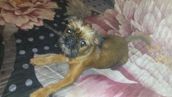 Девочка гриффон. Brüsseler Griffon