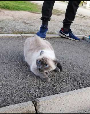 Вязка. Тайская кошка