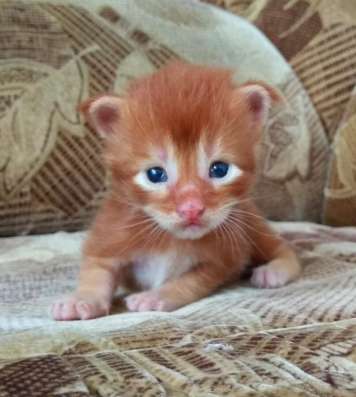 Котята Мейн Кун из питомника в Тольятти фото 9