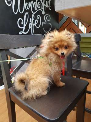 Selling puppies "Pomeranian" spitz фото 3