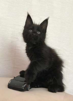 Котик Мейн-кун с документами из питомника в Москве фото 10