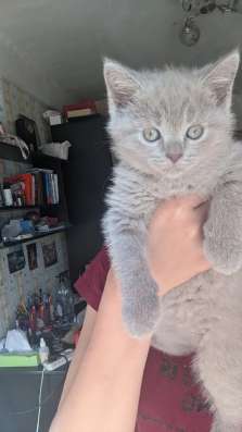 Продажа котят британских
