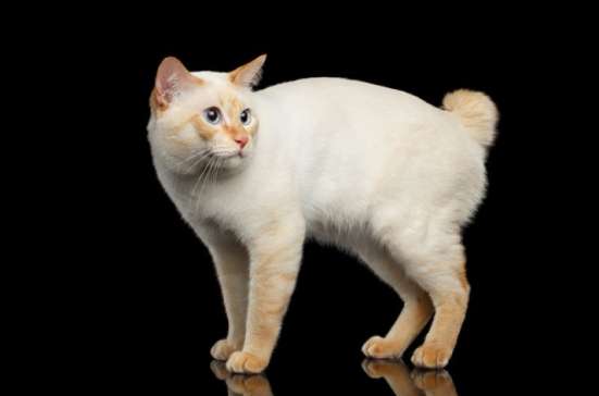Котята на выданье (мекошки) фото 6