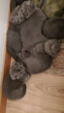 Котята скотиш фолд