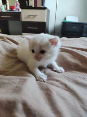 Продам котенка