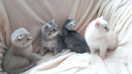 Шотландские котята