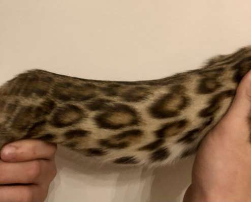 F2 bengal cat фото 5