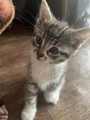 Котята от крысоловки в Павловском Посаде фото 3