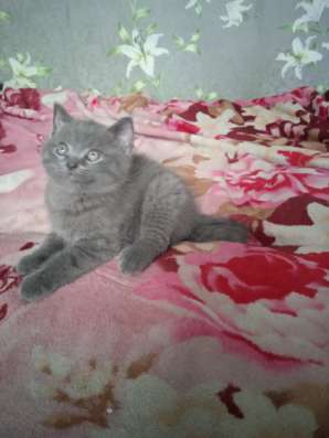 Шотландские котята фото 12