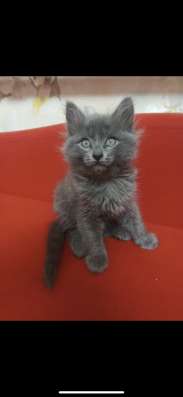 КОТЯТА В ДОБРЫЕ РУКИ в Нижнем Новгороде фото 3