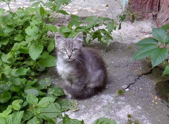 Котя - ласковый пушистик ищет Дом! в Москве фото 6