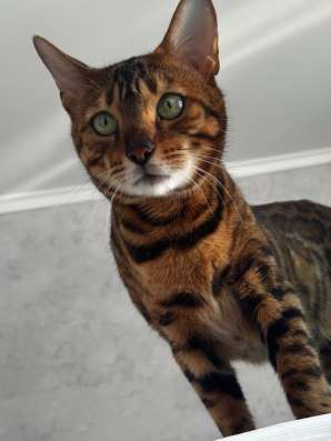 Бенгальская кошка