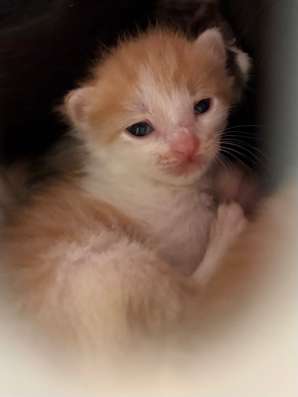 Котята