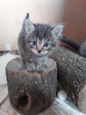 Ищут дом очаровательные котята