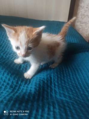Котенок Рыжик