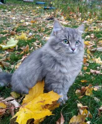 Котя - ласковый пушистик ищет Дом! в Москве фото 14