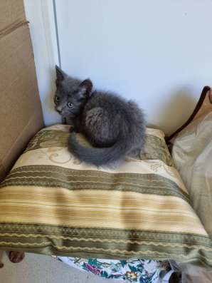 Котенок бесплатно