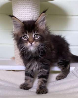 Kitten MaineCoon в Москве фото 4