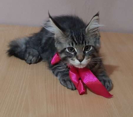 Котята породы Мейн-кун