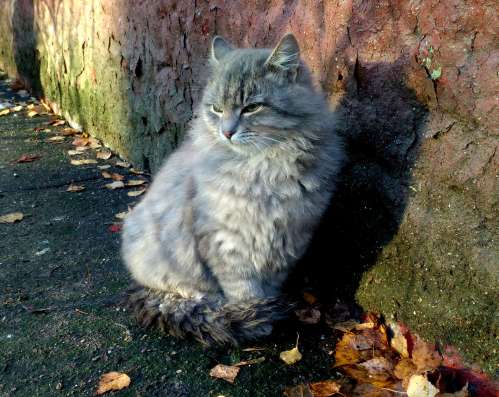 Котя - ласковый пушистик ищет Дом! в Москве фото 5