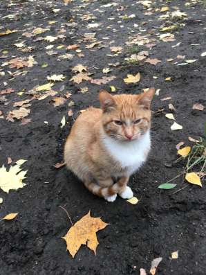 Котятам нужен дом в Москве фото 4