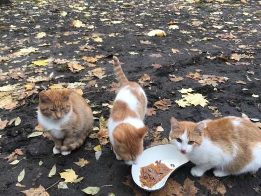 Котятам нужен дом в Москве фото 10