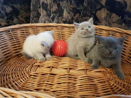 Шотландские элитные котята