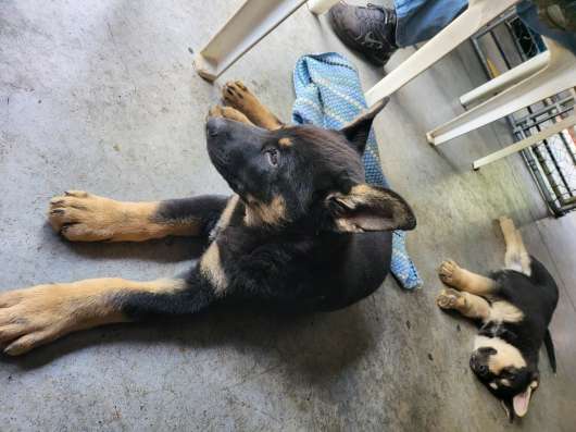 German shepherd puppies фото 3