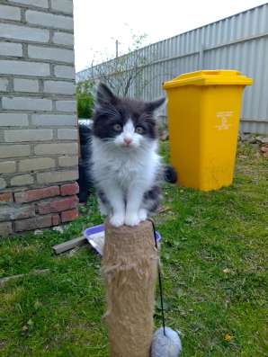 Котят в хорошие руки