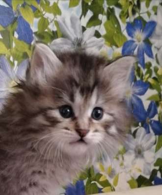 Котята Курильский бобтейл в Краснодаре фото 6