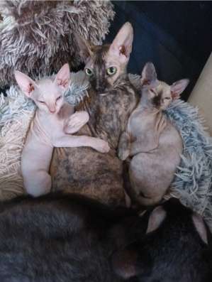 Продаются котята донского сфинкса