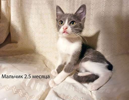 Четыре маленьких сердечка ищут хозяев в Москве фото 8