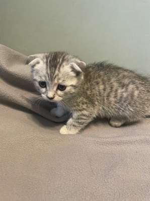 Котята скоттиш фолд и страйт в Якутске фото 5