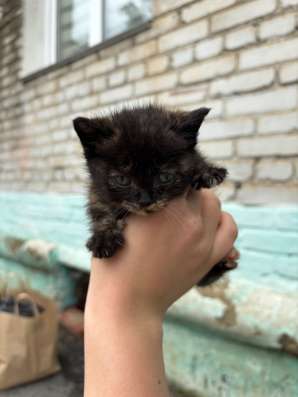 Котенок в добрые руки