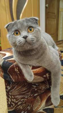 Продам шотландских котят, срочно фото 3