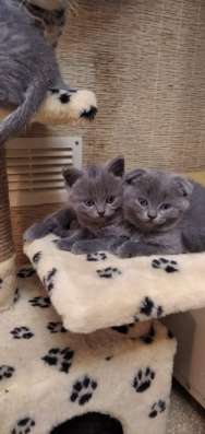 Котята шотландские в Протвино фото 4