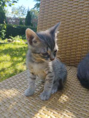 Отдам в дар котенка фото 3