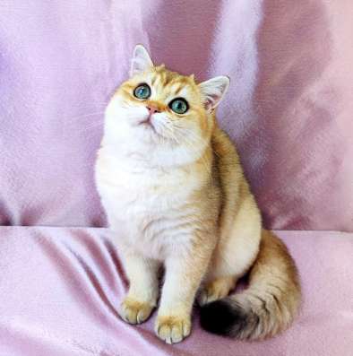 Golden Shorthair фото 9