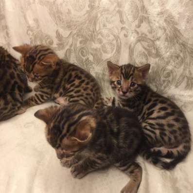 Продам бенгальских котят в Санкт-Петербурге фото 4