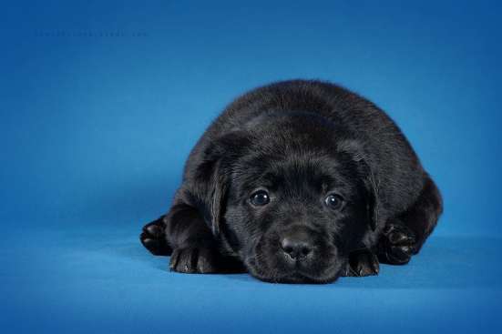 Щенки Лабрадора компаньоны в Нижнем Новгороде фото 19