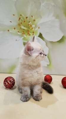 СИБИРСКИЙ КОТЁНОК С РОДОСЛОВНОЙ в Москве фото 8