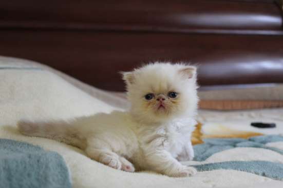 Персидские котята